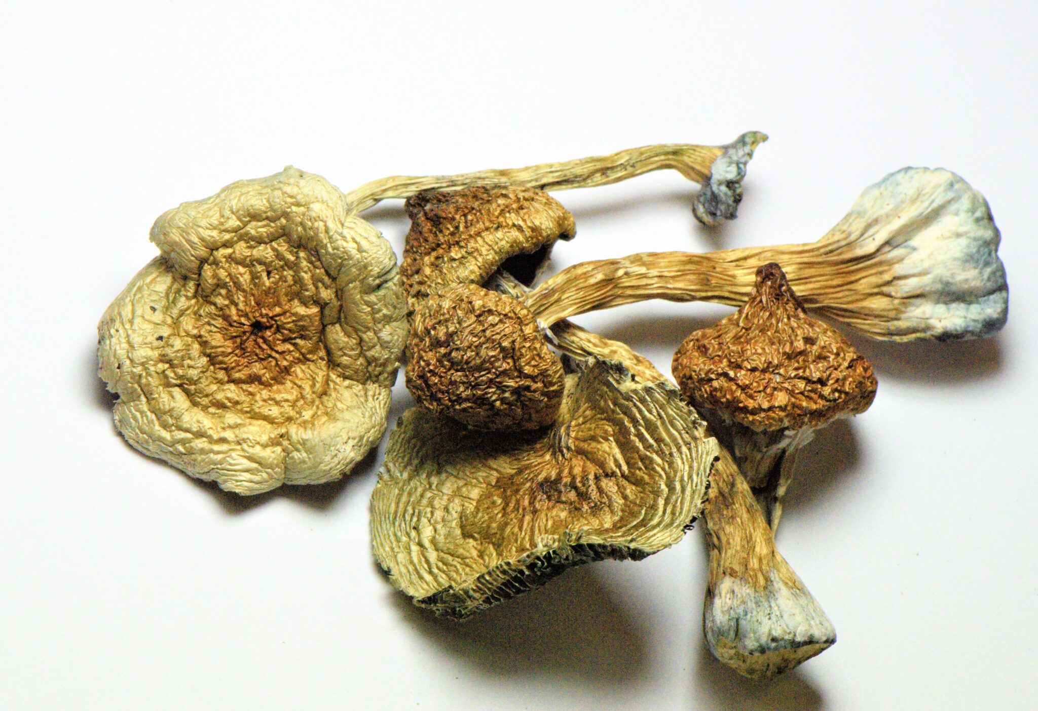 Buy African Transkei Magic Mushrooms Online | Shroom Wave