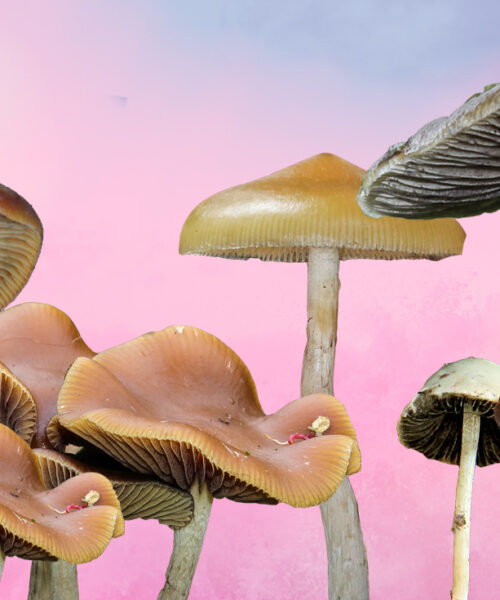 Golden Cap Mushrooms