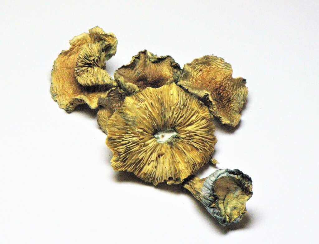 Golden Teachers psilocybin mushrooms