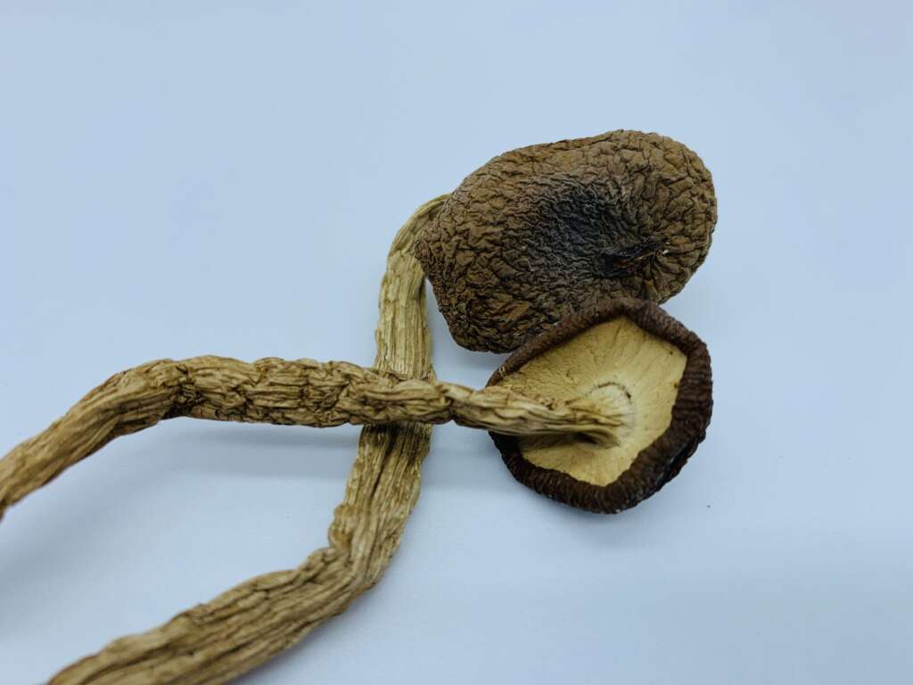 Psilocybe Mexicana mushrooms