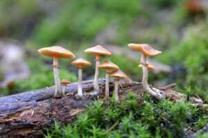 Do Shrooms Cause Your Brain to Bleed?